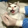 Maddie’s Graduate Certificate in Shelter Medicine